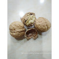 Professional supplier of Good quality walnuts in shell price for sale